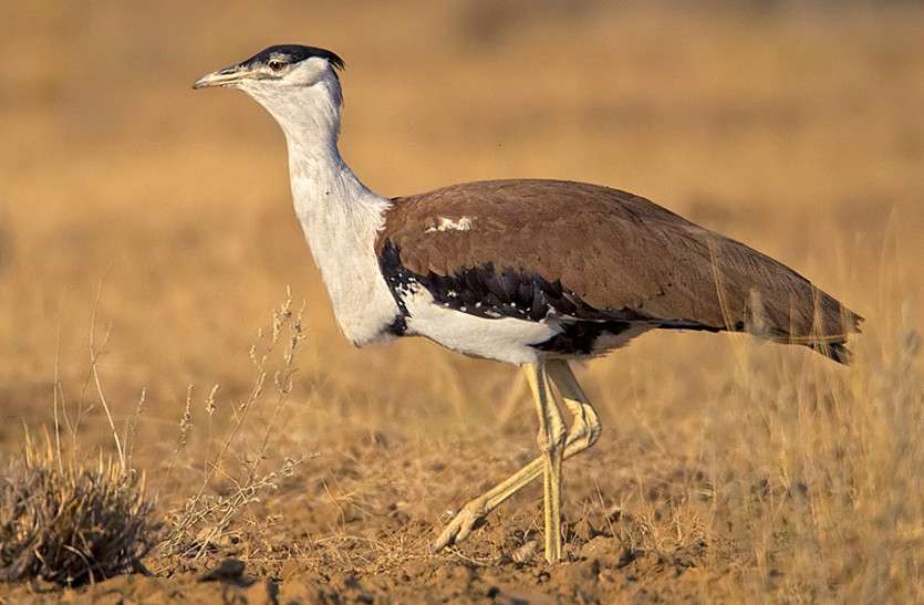hatcheries for state bird of rajasthan godawan प्रदेश के बजट में गोडावण को मिला स्थान, अजमेर जिला है पसंदीदा क्षेत्र