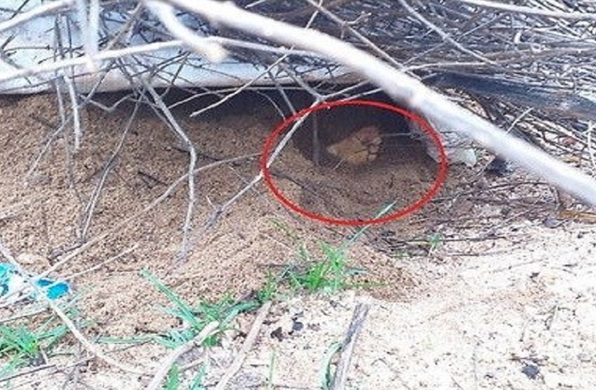 Child Sacrifice In Jharkhand अंधविश्वास में चढ़ा दी 2 मासूमों की बलि! मिट्टी में गड़े थे शव, बारिश आई तो पैर निकले बाहर