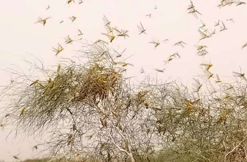 jaisalmer पोकरण क्षेत्र में टिड्डियों का पड़ाव,चट कर रही वनस्पति