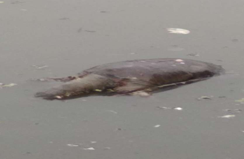 turtles die in holy Kandwa lake पवित्र कंदवा सरोवर में आधा दर्जन कछुओं की मौत