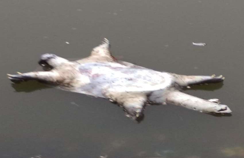 turtles die in holy Kandwa lake