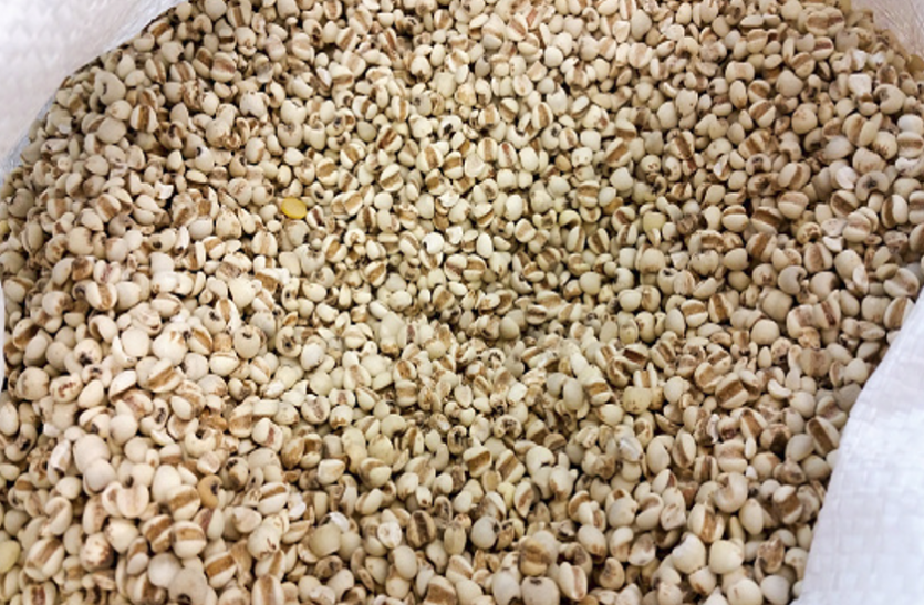millet pasta डायबिटीज रोगियों के लिए फायदेमंद है बाजरे का पास्ता