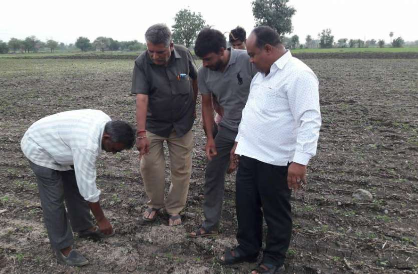 patrika जमीन से बाहर निकलने से पहने फसल को कुतर रहा यह कीट