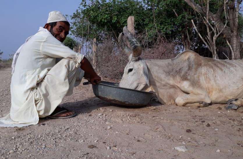 cow protection news in hindi खुद सुन नहीं सकता फिर भी समझता है पशुओं का दर्द, अभीभूत कर देने वाली है निहालुदीन की गौ सेवा