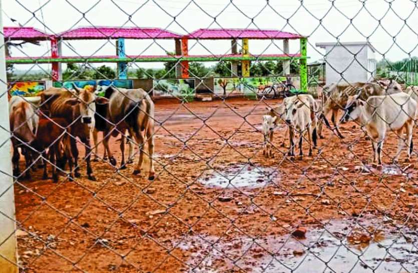 Cattle plight गोशाला में तड़प रही हैं गाय, भूसा चारा की व्यवस्था नहीं