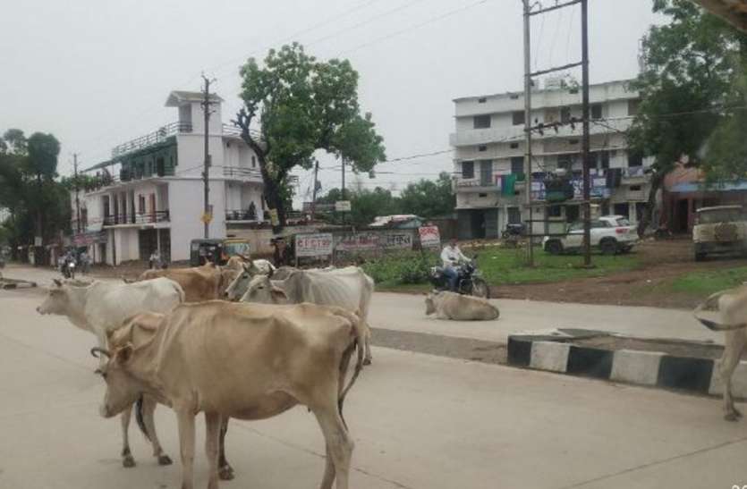 sidhi news बारिश शुरू होते ही आवारा मवेशियों ने शहर की सड़कों मे जमाया डेरा