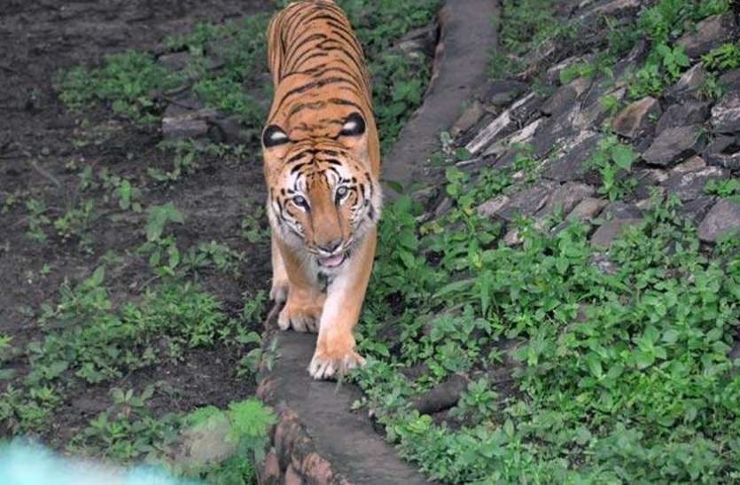 indore दूसरे चिडिय़ाघर जाएंगे 3 शेर, बदले में आएंगे बबून और जालीदार अजगर