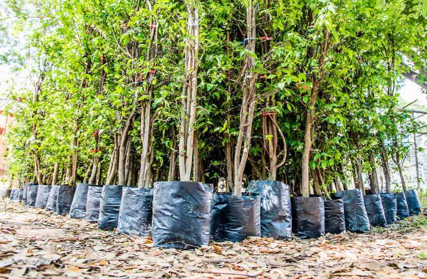40 thousand plants plantation in gwalior शहर में भी चयनित की जगह, हरियाली बढ़ाने 22 स्थानों पर रोपे जाएंगे 40 हजार पौधे