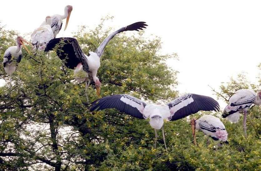keoladeo national park Ticket online केवलादेव के लिए पर्यटकों को नहीं बहाना पड़ेगा पसीना, ई-मित्र से मिल सकेंगे टिकट