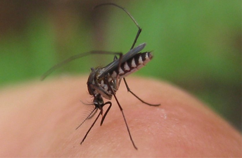 In the last two years, there has been a reduction in hybrids, now it will be given the medicine of malaria video: पिछले दो वर्षों में हाइरिस्क मरीजों में आई है कमी, अब फिर दी जाएगी मलेरिया की दवा, पढ़ें खबर