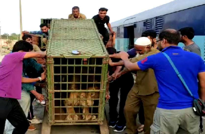 Junagadh : Will bring two bears in return जूनागढ़ : जूनागढ़ से एक शेर व शेरनी को गुवाहाटी भेजा