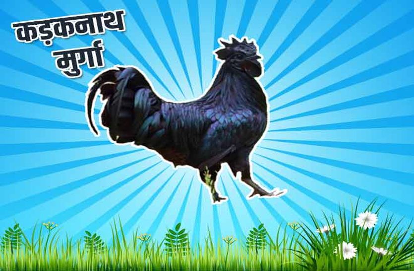 पीएम मोदी पीएम मोदी