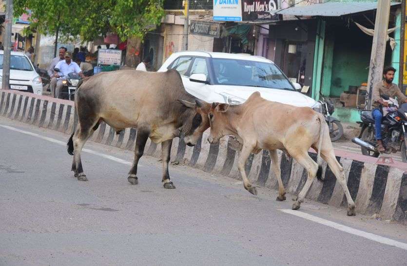 Gauvans dera on the streets of Kishangarh किशनगढ़ की सड़कों पर गौवंश डेरा