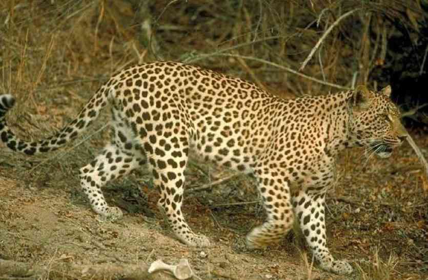 Panther in village कंवला की पहाड़ी में ये जानवर देख सहमे ग्रामीण
