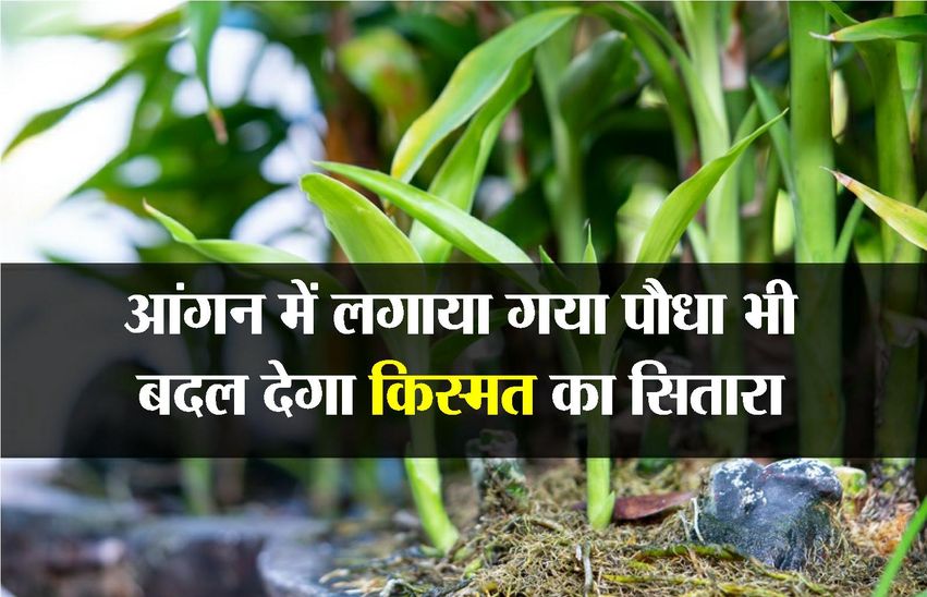 kota news बनारसी या कलकत्तई को छोड़ कोटा ने उठाया देशावरी पान खाने का बीड़ा..
