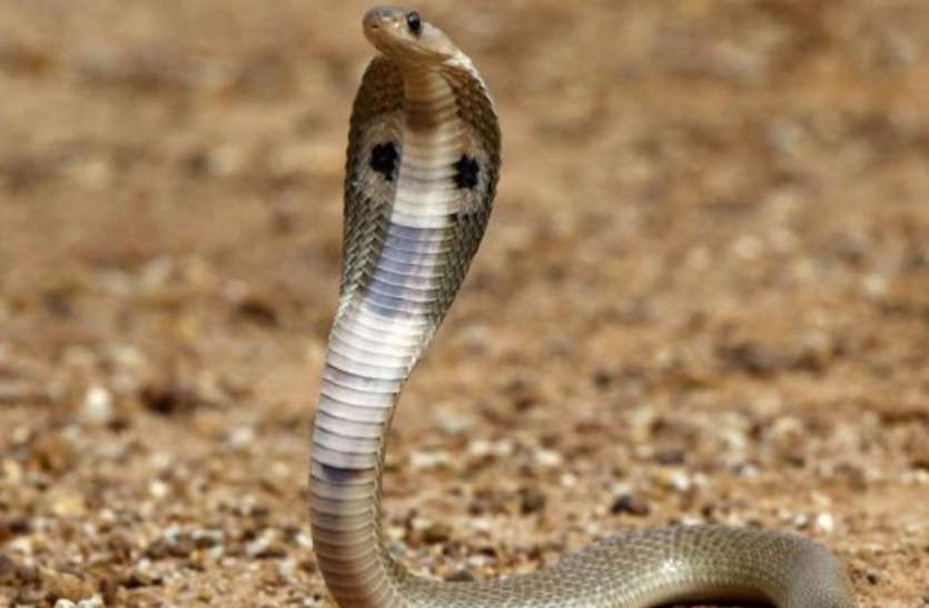 This method will be saved on snakebite. सर्पदंश पर अपनाएं यह तरीका, बच जाएगी जान