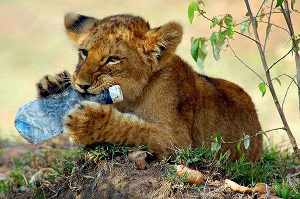 Lion