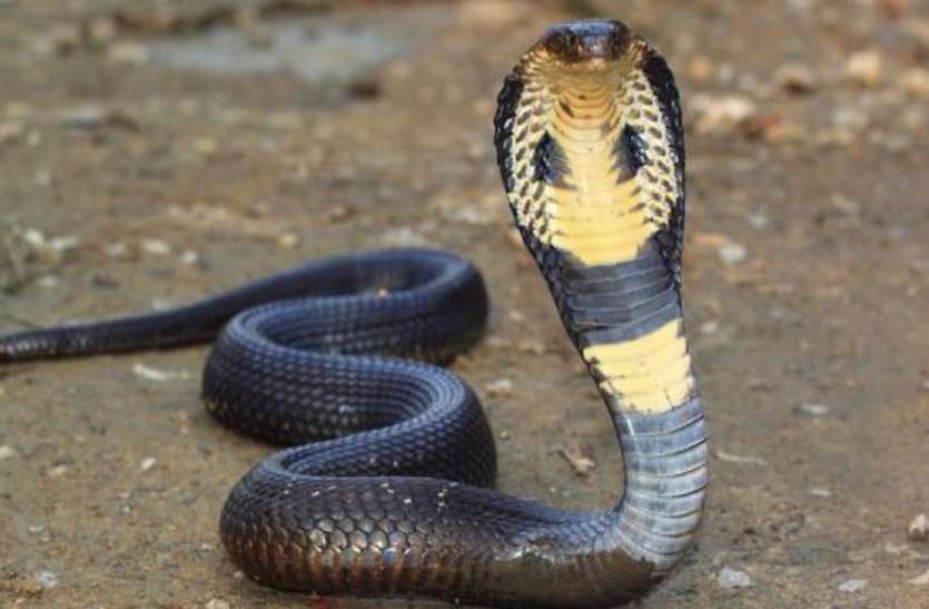 Singrauli redcross will control the death of snakebite सर्पदंश से होने वाली मौतों पर लगाम लगाएगा रेडक्रॉस, सोसायटी की ओर से लिया गया निर्णय