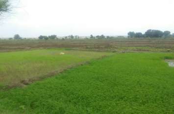 Cloudy all day long monsoon in mp : मौसम ने एकबार फिर ली करवट, आकाश में दिनभर छाए रहे बादल