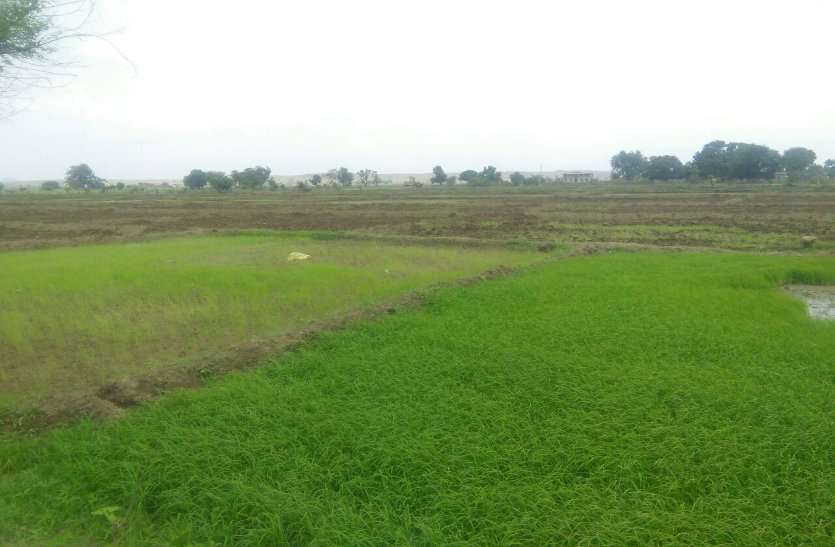 patrika monsoon in mp : मौसम ने एकबार फिर ली करवट, आकाश में दिनभर छाए रहे बादल