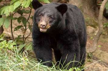 Bear eating honey climbed tree, death due to falling शहद खाने पेड़ पर चढ़ा था भालू, गिरने से हुई मौत