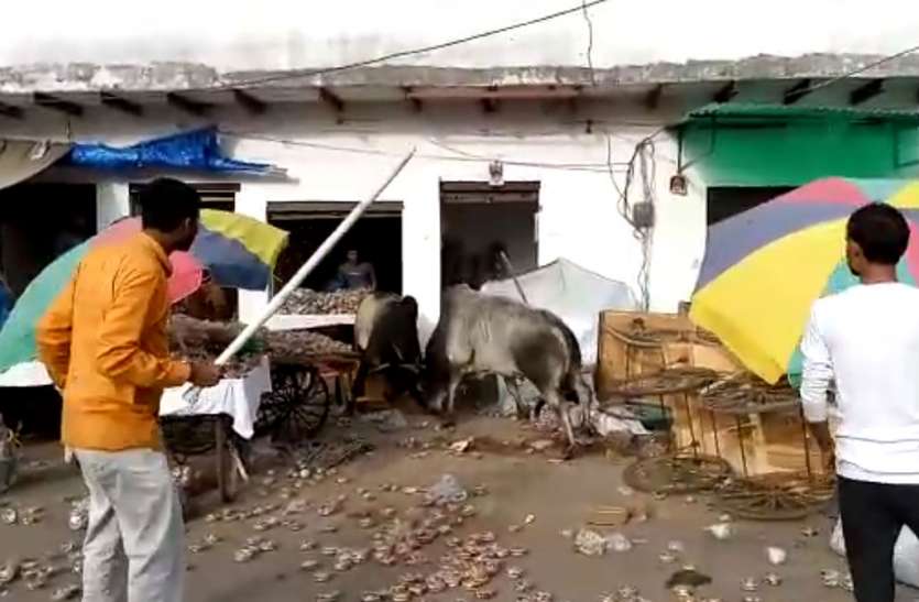 saand Bull Live Fight in Firozabad: दो सांडों में हुआ खूनी संघर्ष, सब कुछ कर दिया तहस नहस, नाले में गिरकर एक की मौत, देखिए लाइव वीडियो