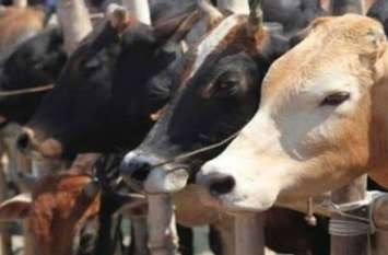 cow shelter house established in lalitpur नीलकंठेश्वर गोवंश आश्रय स्थल की हुई स्थापना, 40 हजार गोवंशों की होगी देखभाल