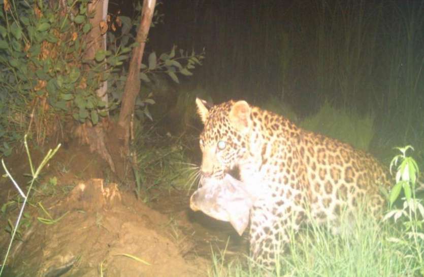 leopard खुलासाः इंसानों के बाद अब जानवरों को प्रभावित कर रहा है प्लास्टिक