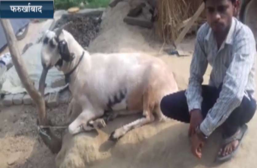 goat जन्म से ही एक बकरे के पेट पर लिखी थी ये चीज, एक मुस्लमान की पड़ी नजर तो देख रह गया दंग