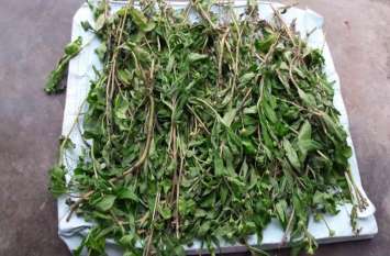 ghamra herb is helpful for grey hair problem and other diseases सफेद बालों को काला बनाने समेत इन 10 बीमारियों के लिए फायदेमंद है घमरा, ऐसे करें इस्तेमाल