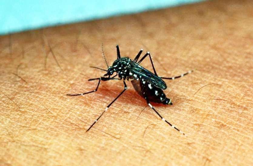 malaria and dengue spread in gwalior in monsoon season ग्वालियर में बड़ रहा है मच्छरों का अटैक, प्रशासन की फोगिंग नहीं कर रही काम