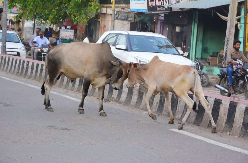 Gauvans dera on the roads सड़कों पर गौवंश डेरा