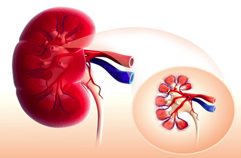 kidney सही जीवनशैली और पौष्टिक डाइट से स्वस्थ रहेगी किडनी