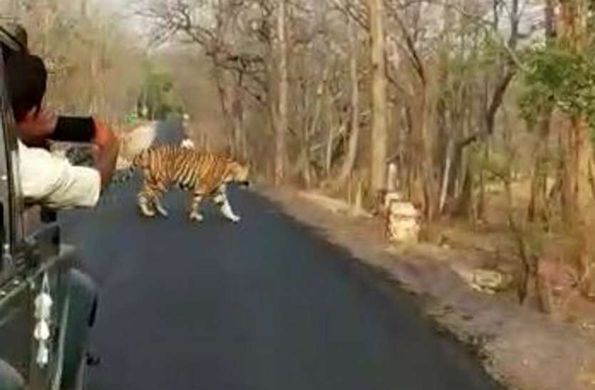 Tiger in this district of MP will be easily seen on the road एमपी के इस जिले में सड़क पर आराम फरमाते आसानी से दिख जाएंगे बाघ
