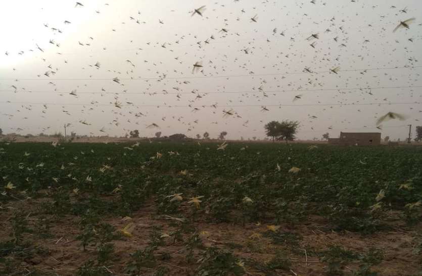 tiddi dal in bikaner बीकानेर पर 26 साल बाद मंडराया टिड्डी दल
