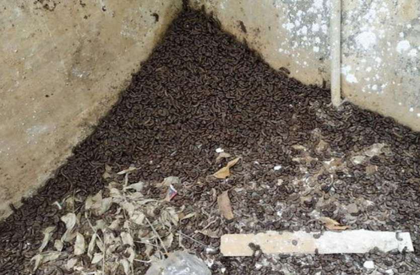 500 houses have people disturbed by insects वडोदरा जिले के भादरवा गांव में कीड़ों से परेशान लोग