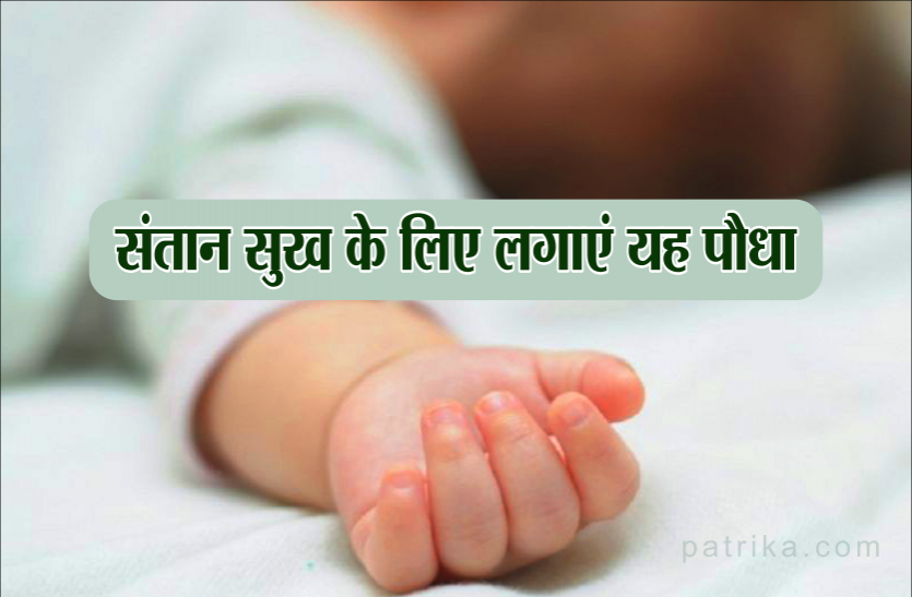 vastu tips Vastu tips: जामुन का पौधा लगाने से जन्म लेती है कन्या, इन पौधा का भी है अपना अलग महत्व