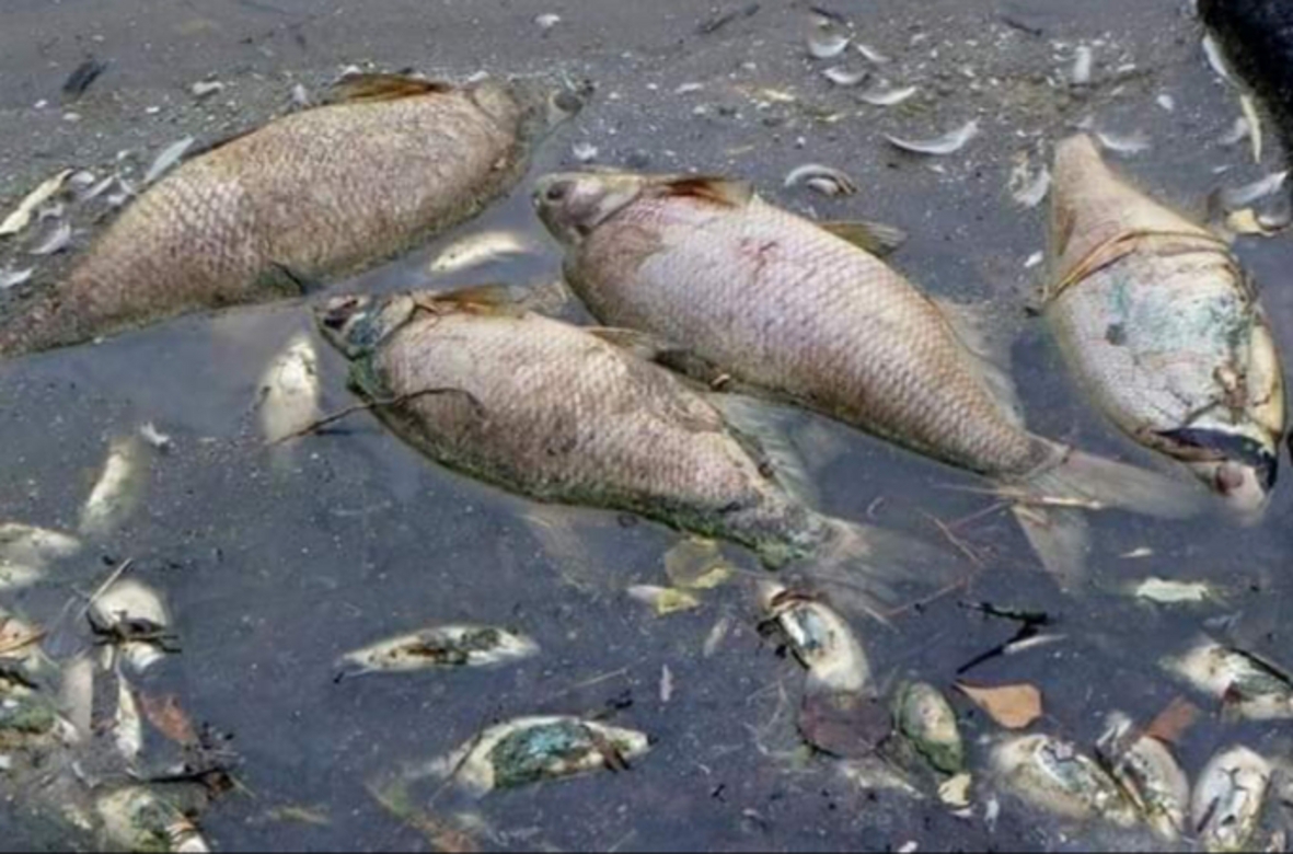 Fishery hunting with chemical substances in Dame डेम में रसायनिक पदार्थों से मछलियों का शिकार