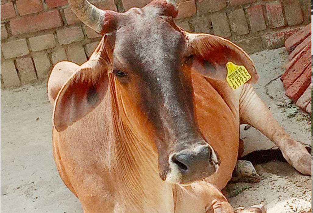 cow