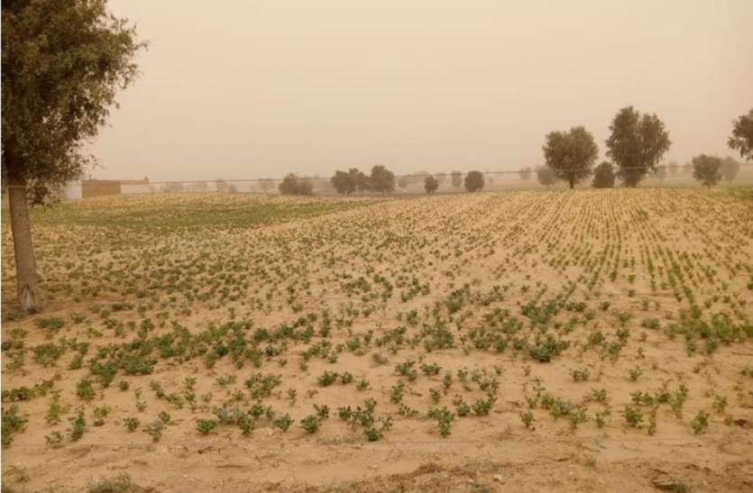 locust attack in bikaner rajasthan बीकानेर के 155 हैक्टेयर क्षेत्र में टिड्डियों का धावा