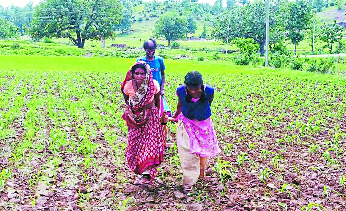 Benefits of Government Schemes Not Found विडम्बना: बैलों की जगह खेतों में जुत रहे आदिवासी