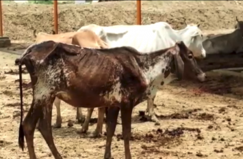 Gauvansh problem in Barabanki कहीं बेजुबानों के लिए कब्रगाह बनी गौशालाएं, तो कहीं ग्रामीणों ने सरकारी स्कूल में बंद किए मवेशी, देखें वीडियो