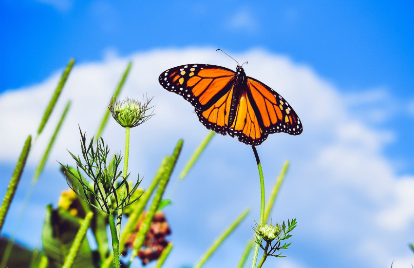 Jabalpur: The Paradise of Beautiful Butterflies जबलपुर : खूबसूरत तितलियों की जन्नत