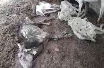 8 cows death in shrawasti Cow Death In Shrawasti : श्रावस्ती में 8 गौवंशो की मौत, मचा हड़कंप, विधायक ने दिये 51000 रुपये और कही ये बात