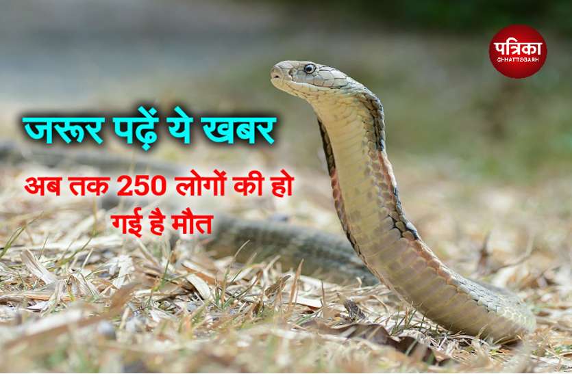 Snake Bite case सांप के काटने के बाद बिल्कुल नहीं करें ये गलती, यहां अब तक 250 लोगों की हो गई है मौत