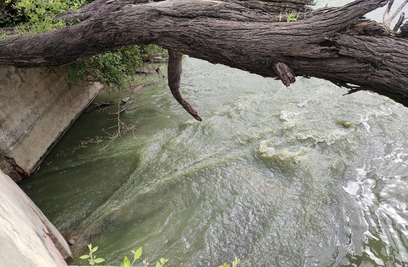 bharatpur Keoladeo National Park: जल्द बरसात नहीं हुई तो पक्षी छोड़ सकते हैं नेस्टिंग