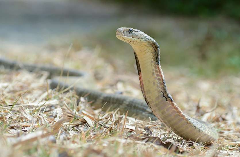 Snake bite case