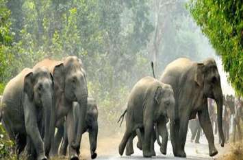 20 Wild elephant group reach into village आबादी क्षेत्र के नजदीक पहुंचा 20 जंगली हाथियों का दल, ग्रामीणों में दहशत