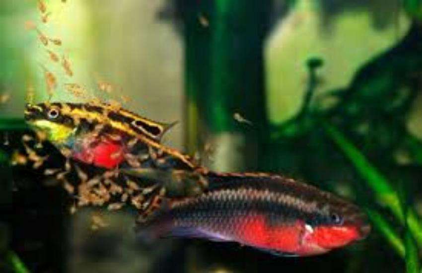 fish
