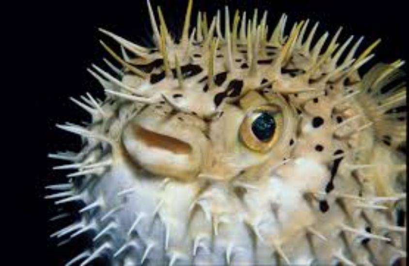 fish
